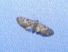 Eupithecia dodoneata